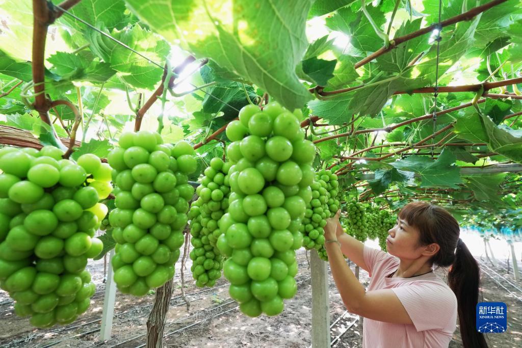 菠菜公司
